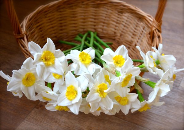 искусственные нарциссы