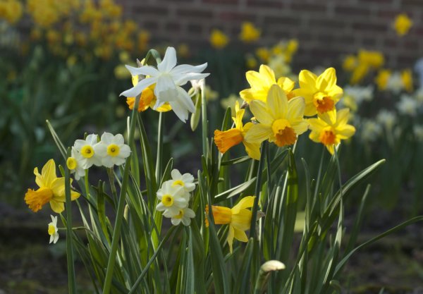 кустовые нарциссы