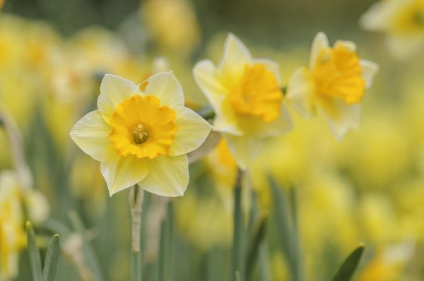 daffodil yellow