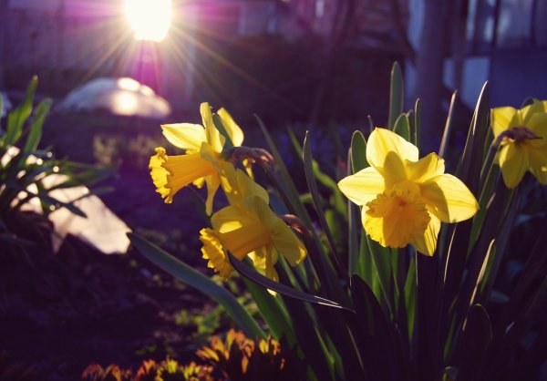 желтые нарциссы