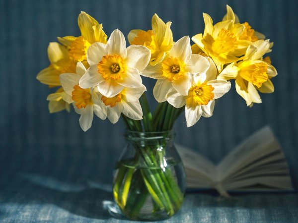 натюрморт с нарциссами