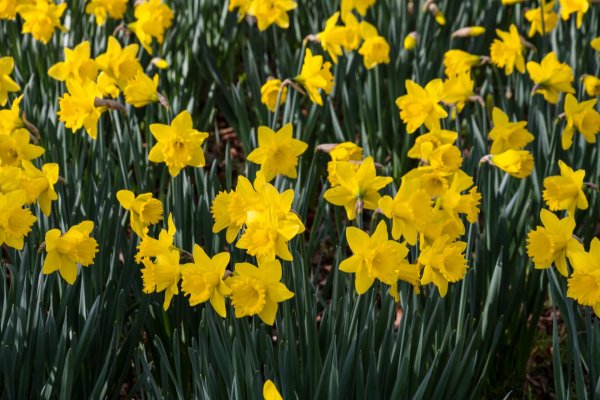 daffodil bulbs
