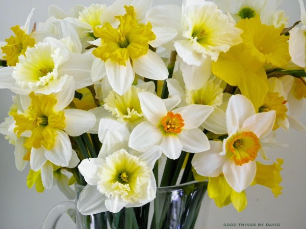 красивый букет нарциссов