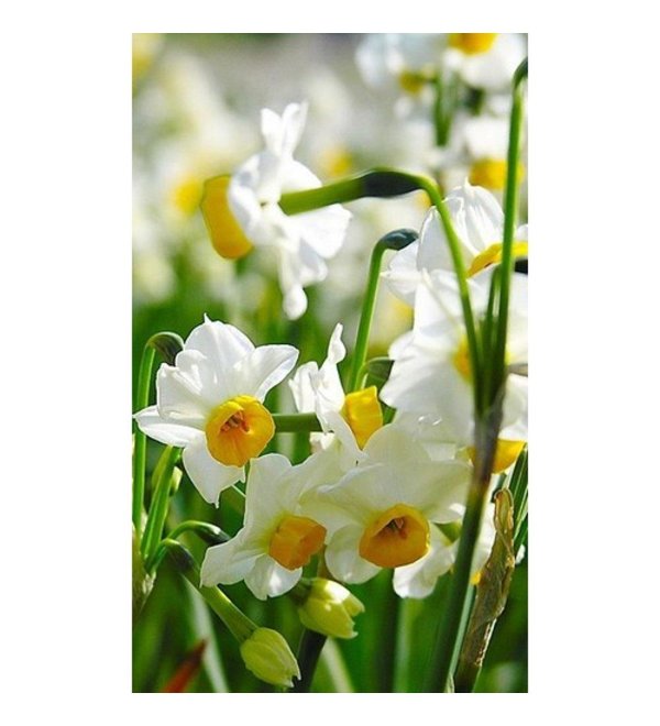 белые нарциссы