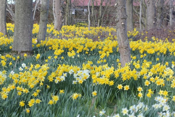 поле нарциссов