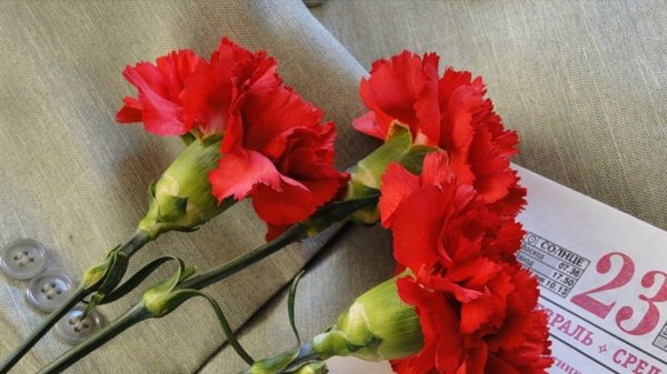 красные гвоздики