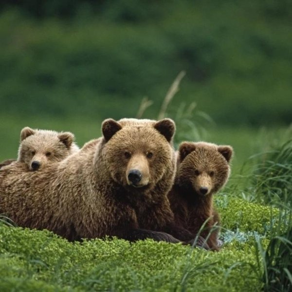 медведь с медвежатами