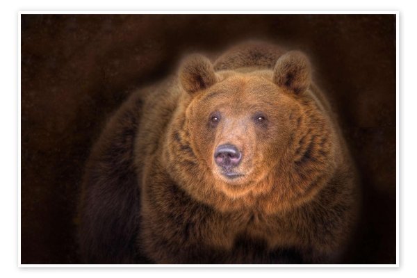 портрет медведя