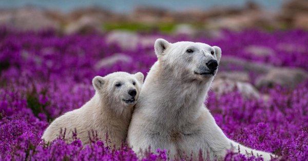 белая медведь