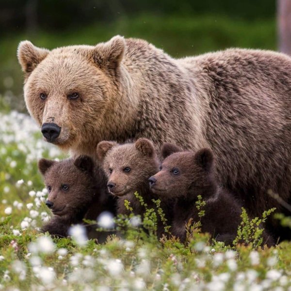 медведь гризли семейство