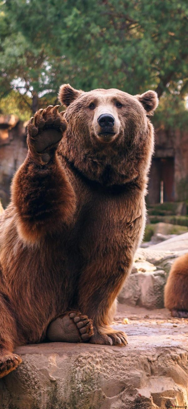 медведь веселый