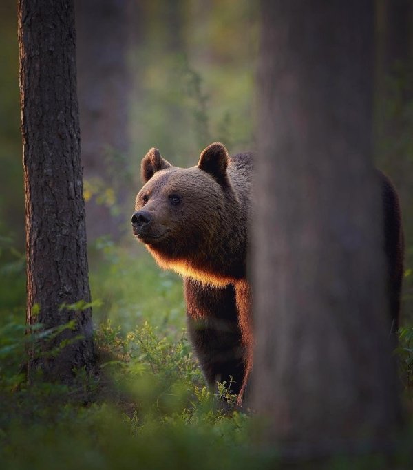 медведи бурые