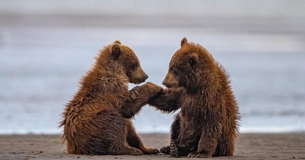 два медвежонка