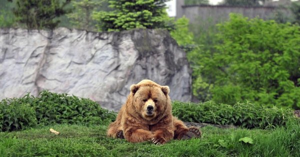 кадьяк медведь