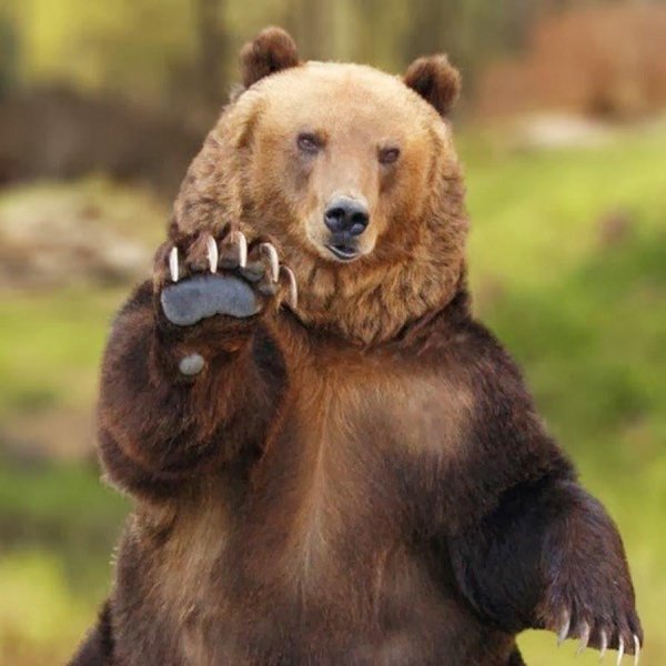 медведи гризли