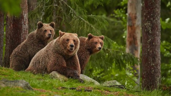медведи в лесу kim norlien