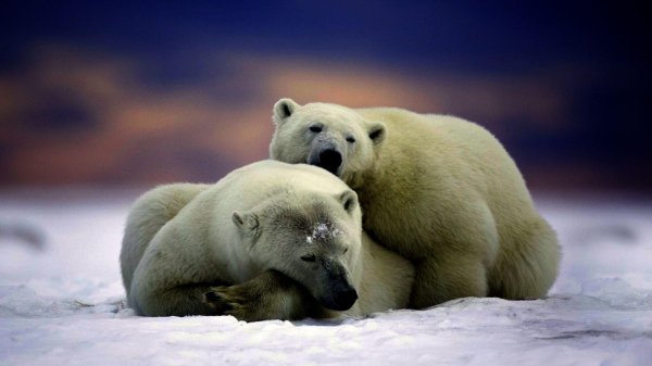 полярные медведи
