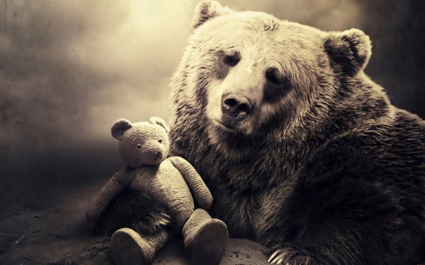 грустный медведь