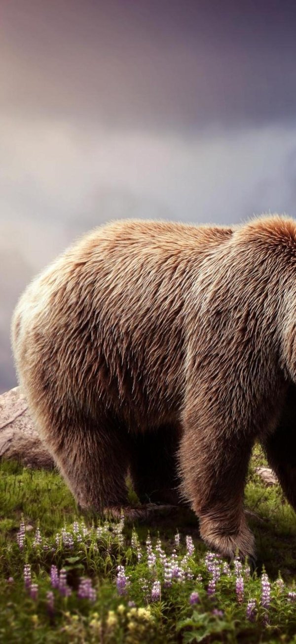 медведь на фоне природы