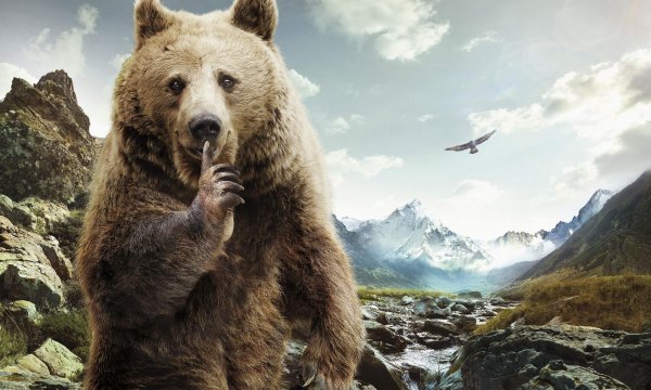 медведи гризли