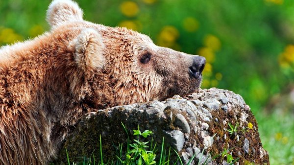 медведи бурые