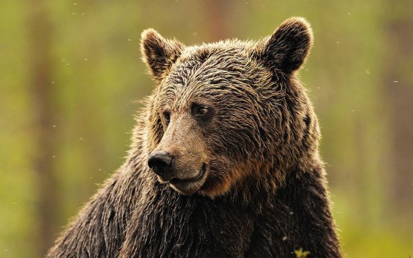 медведь обыкновенный