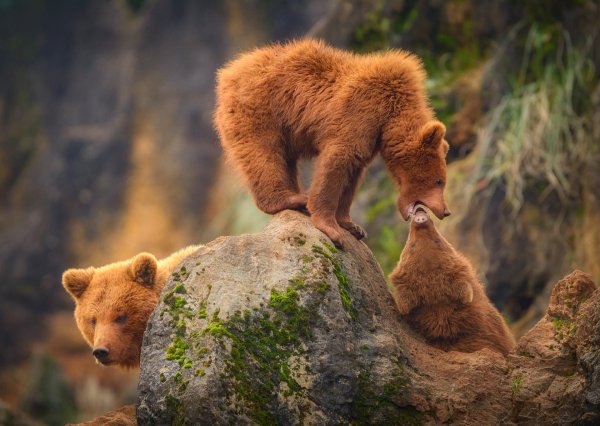 медведица с медвежатами