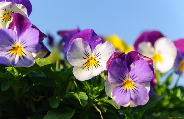 анютины глазки