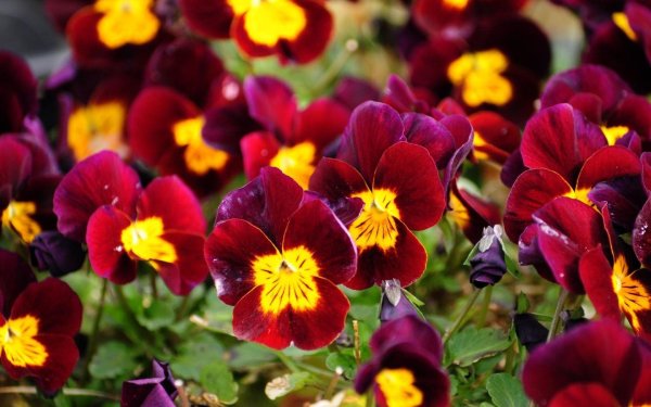 виола красная