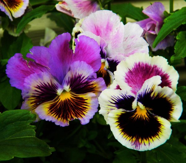 анютины глазки