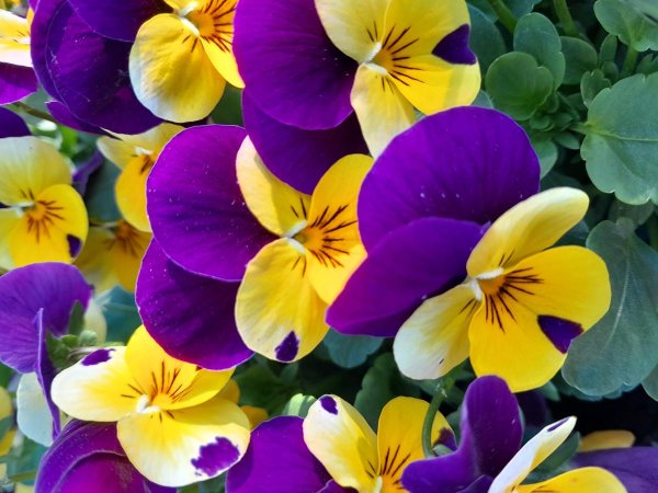 анютины глазки