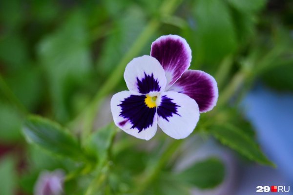 анютины глазки