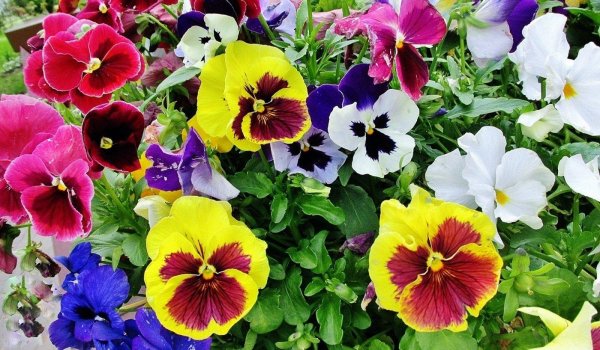 виола виттрока версаль