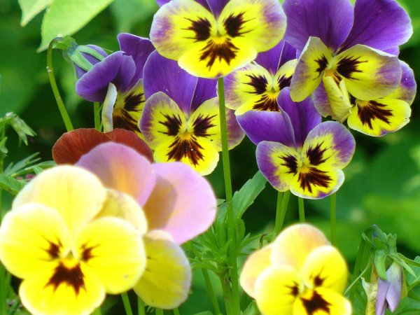 анютины глазки