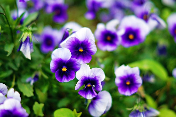 виола виттрока лорд биконсфилд