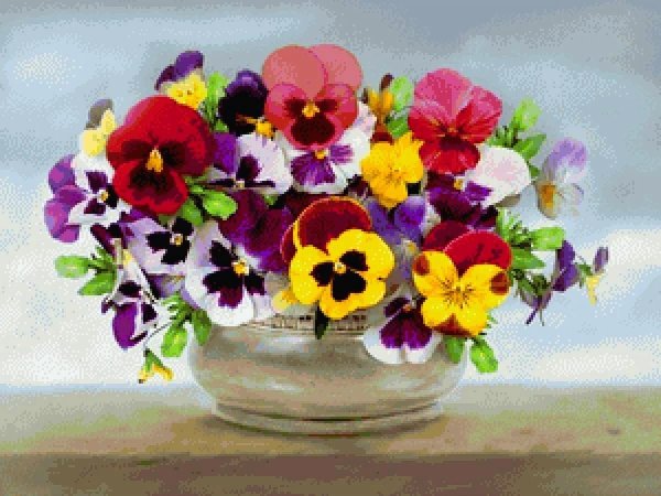 анютины глазки