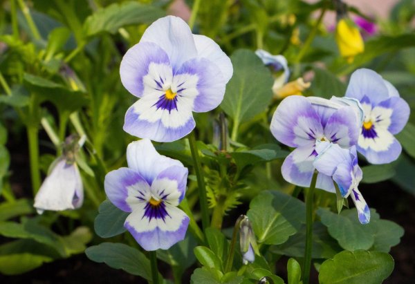 анютины глазки