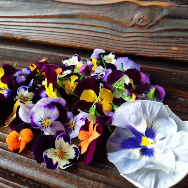 анютины глазки