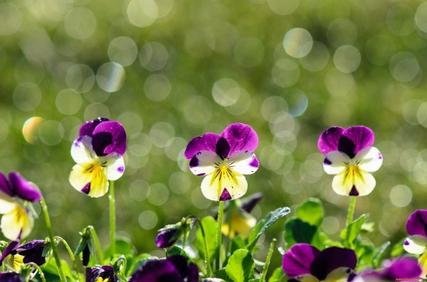 фиалка трехцветная viola tricolor