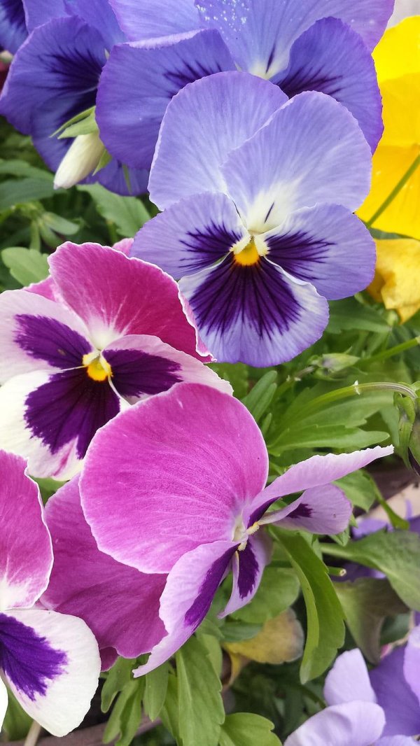 виола виттрока версаль