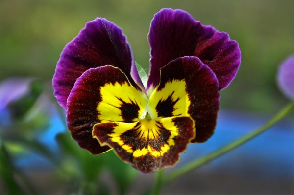 анютины глазки