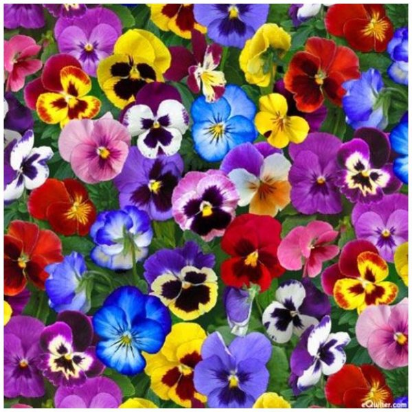 виола корнута микс