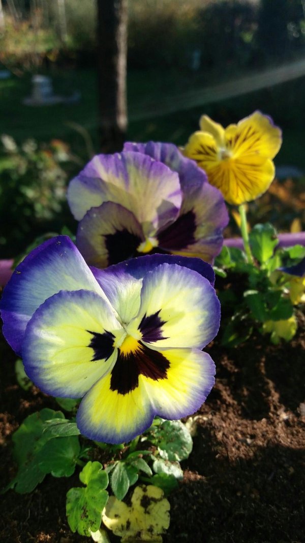 анютины глазки