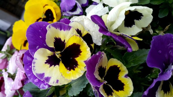 анютины глазки