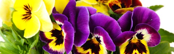 анютины глазки