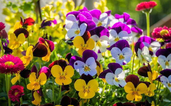 анютины глазки