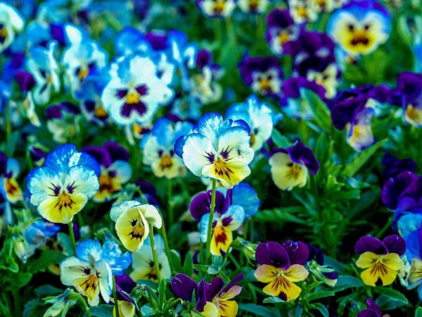 анютины глазки