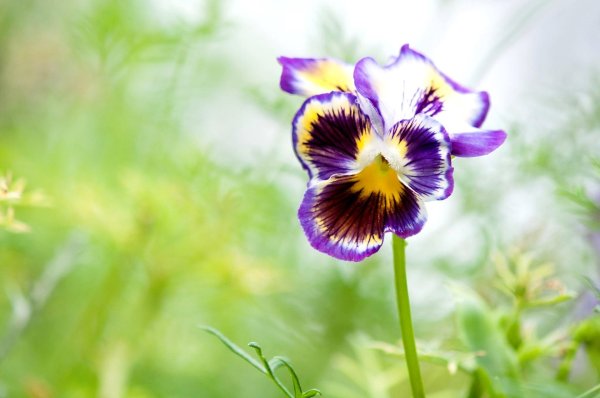 анютины глазки