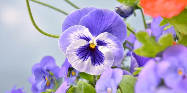 фиалка виттрока голубая