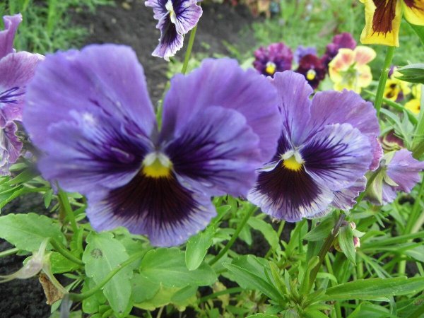 фиалка анютины глазки